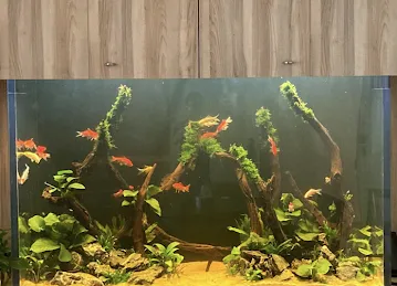 RedFin Aquarium Design UAE