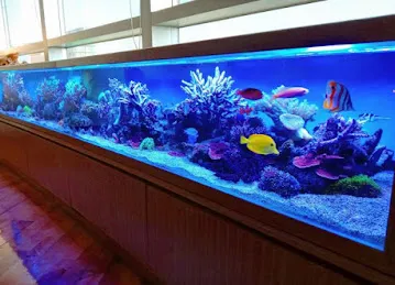 RedFin Aquarium Design UAE