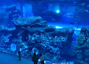 RedFin Aquarium Design UAE