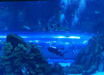 RedFin Aquarium Design UAE
