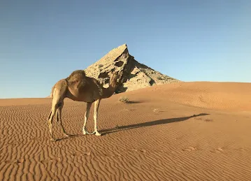 任我行旅游