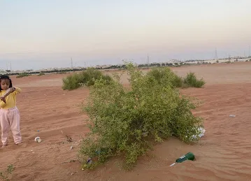 رملة النهضة - Al Nahdha Desert