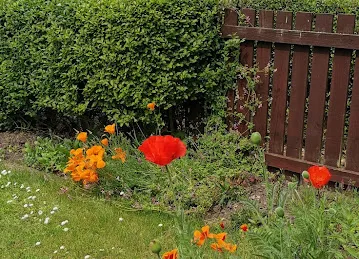 Rose Lady Corner