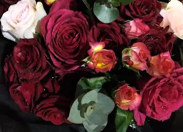 Rose Museum