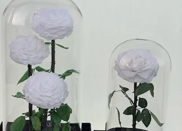 Rose Petals Flowers - Flower Shop