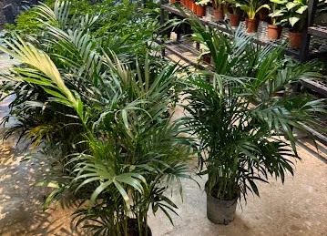 Royal Green House Trading LLC
