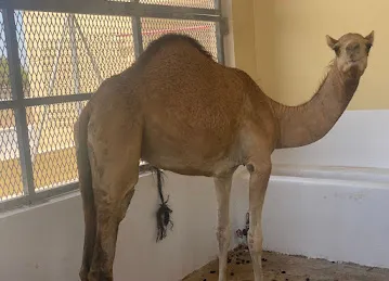 RQ meat trading ملحمة ار كيو