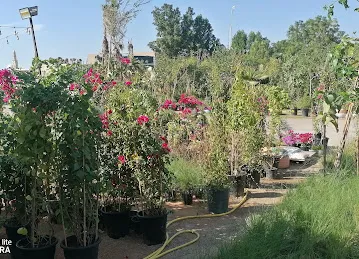 Rubus plants&flowers Trading LLC