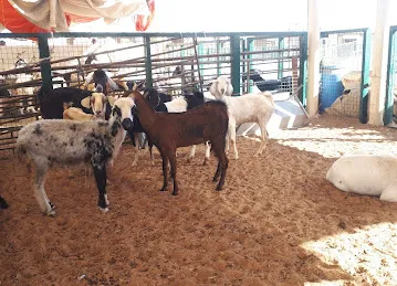 Rukn Al Majarah Livestock Tr