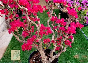 Russelia Gardens Design LLC