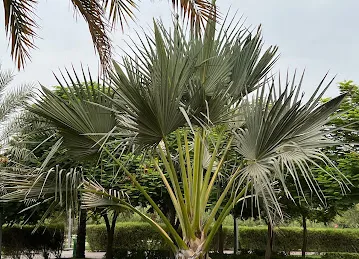 Sabat Park