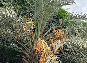 Sabat Park