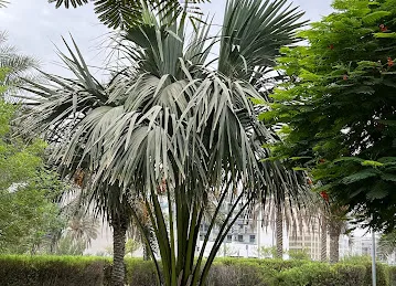 Sabat Park