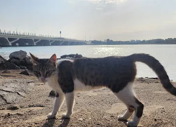 Sandy Beach fishing pier موقع ورصيف صيد اسماك شاطئية