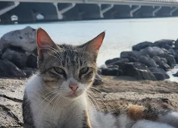 Sandy Beach fishing pier موقع ورصيف صيد اسماك شاطئية