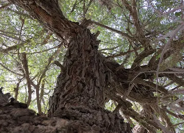 سدرة كلباء المعمرة