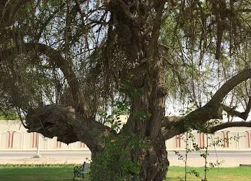 سدرة كلباء المعمرة