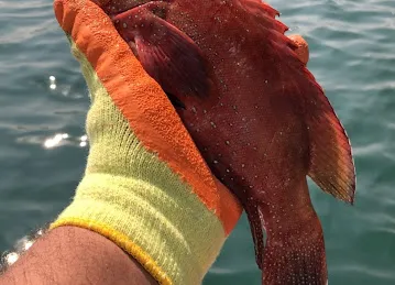 Sea Masters