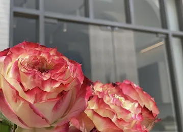 Shades Flowers