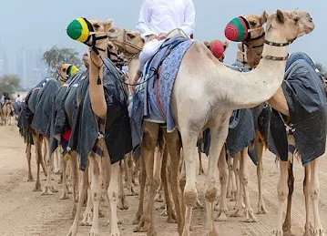 Shaikh Hamdan Desert Safari