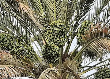 Shakhbout Bin Sultan St - Al Mushrif