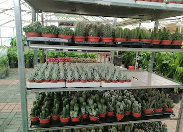 Sharjah Plants Nursery shop landscaping and gardening