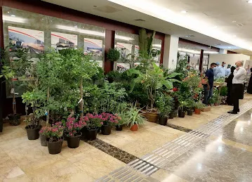 Sharjah Plants Nursery shop landscaping and gardening