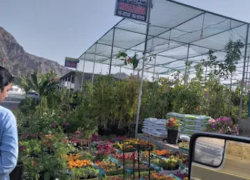 Shayan flowers and landscaping masafi rak