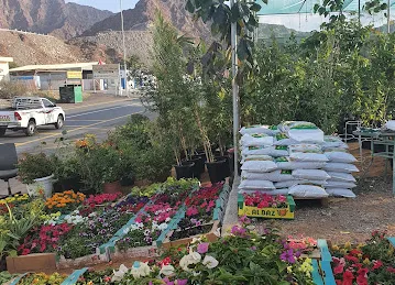 SHAYAN FLOWERS مشتل شايان