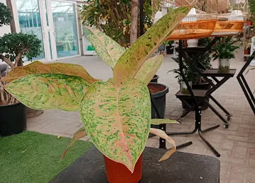 Shifaa Garden Center LLC
