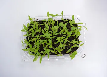 Smart Grow Farms LLC