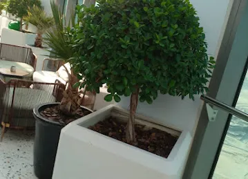 Souq garden