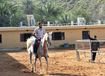 اسطبل الريان لتدريب الفروسيه