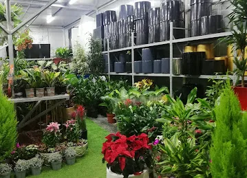سوق دبي للنبات | Plant Souq