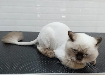 Tail Waggin' | Pet Boarding & Daycare | Pet Grooming