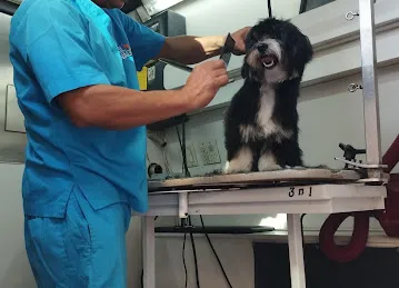 Tail Waggin' | Pet Boarding & Daycare | Pet Grooming
