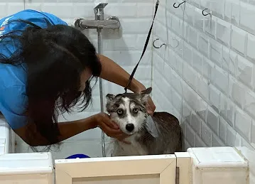 Tail Waggin' | Pet Boarding & Daycare | Pet Grooming