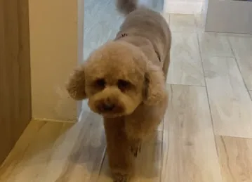 Tail Waggin' | Pet Boarding & Daycare | Pet Grooming