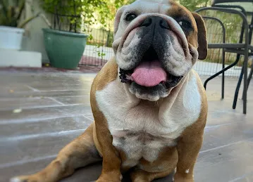 Tail Waggin' | Pet Boarding & Daycare | Pet Grooming