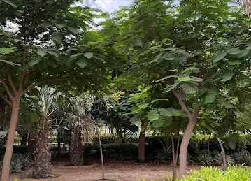 Thamam Park - JVC