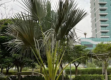 Thamam Park - JVC