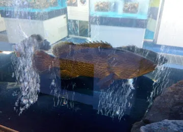 The Big Blu Live Seafood Shop