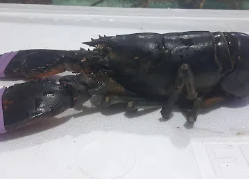 THE FISH CENTRE IN DUBAI