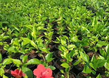 The Hybrid Nursery Sales