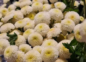 The One Flowers