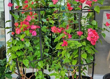 The Plant Corner ~ We are an online Plant Shop