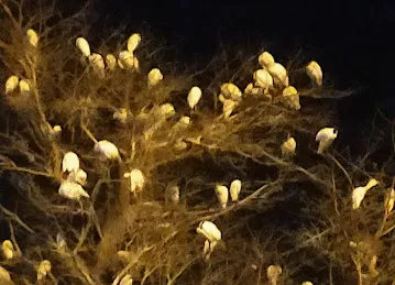 thuja