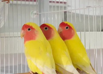 Thunder Jungle Pets Shop- Sole proprietorship L.L.C