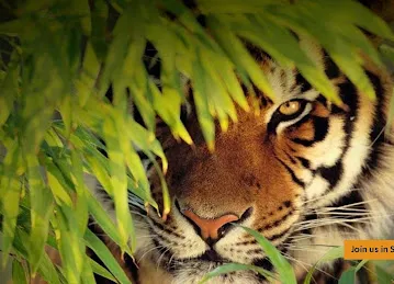 Tiger Profiles & Insulation (T.P.I) LLC