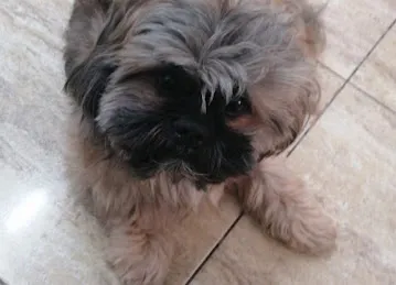 Toj